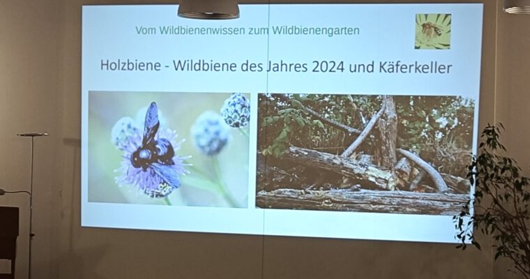 2. Fachvortrag zum Thema Wildbienen am 18.10.2024