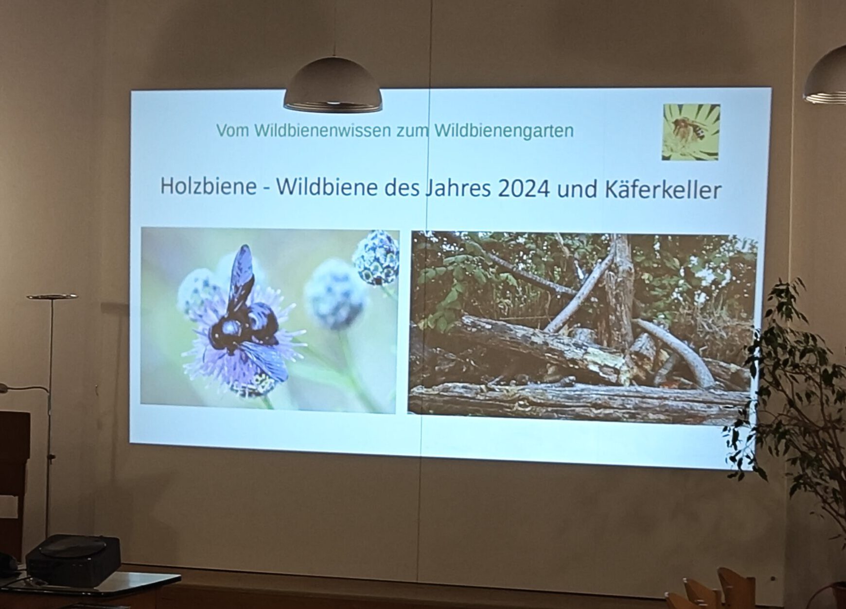 2. Fachvortrag zum Thema Wildbienen am 18.10.2024